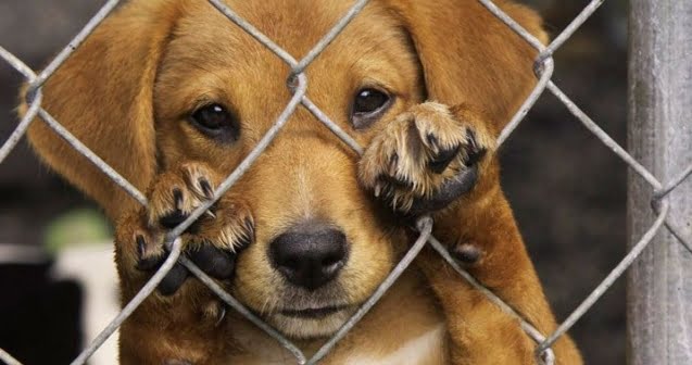 CURSO DE OPERATIVA POLICIAL ANTE EL MALTRATO ANIMAL