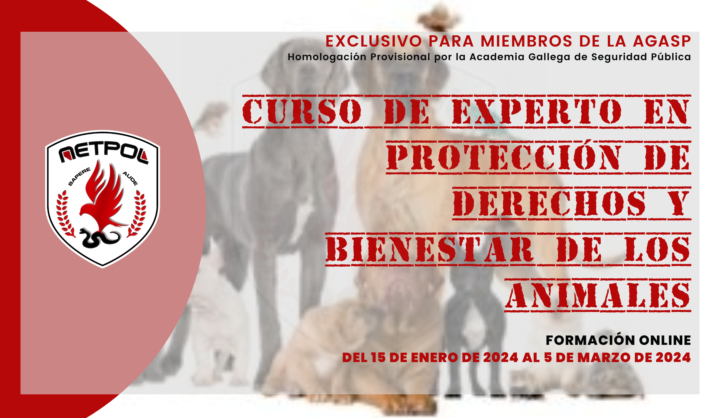 CURSO DE EXPERTO EN PROTECCIÓN DE DERECHOS Y BIENESTAR DE LOS ANIMALES.